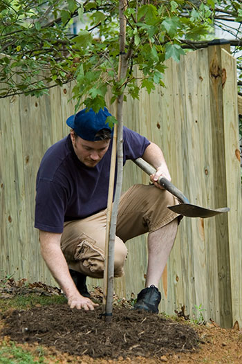 Mulching Cutting Edge Tree Services Mason City Ia