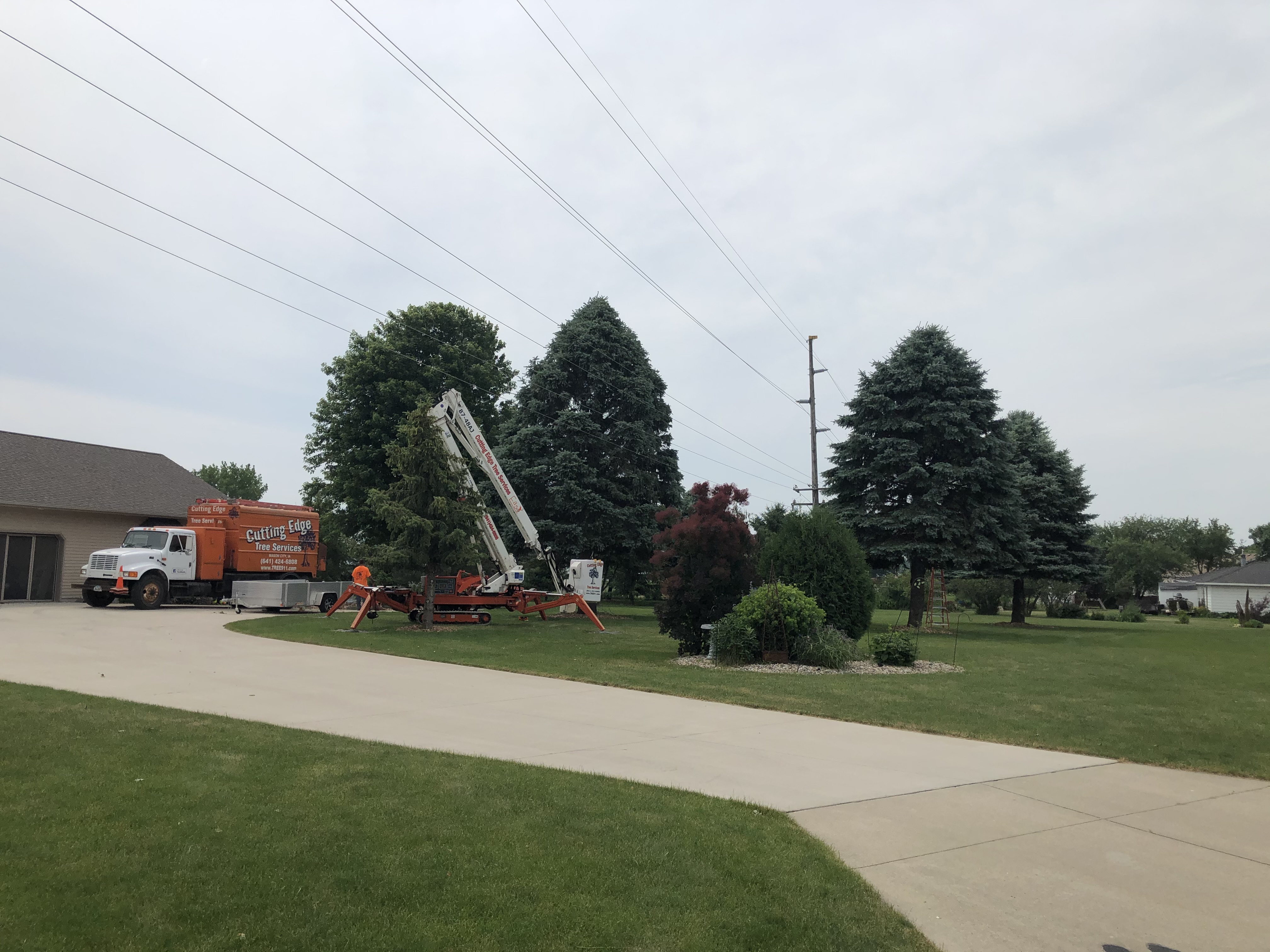 Tree Health Care