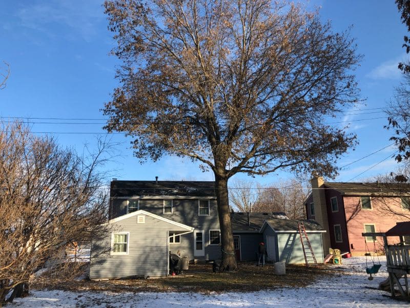 Tree Services