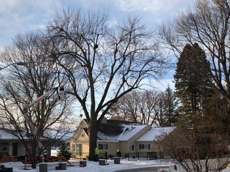 Tree Services