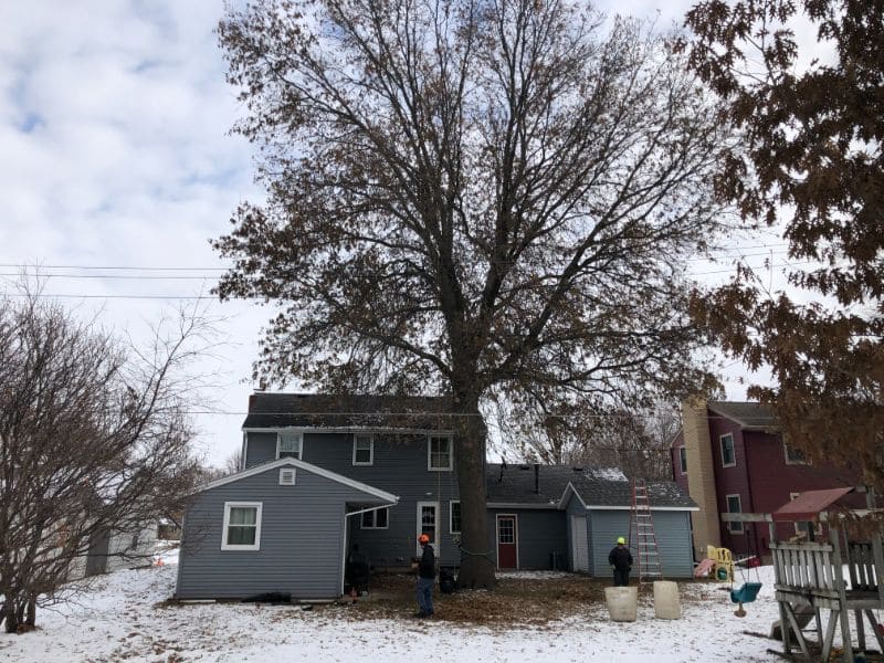 Tree Services