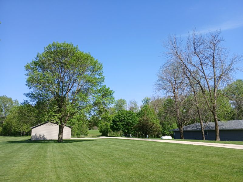 Compare this treated Ash tree on the left to the untreated Ash on the right.