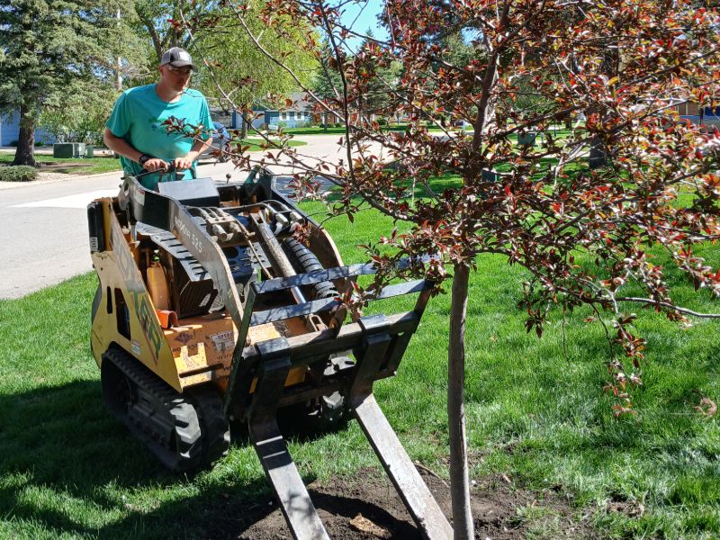Using surface friendly equipment to plant a Flowering Crab.