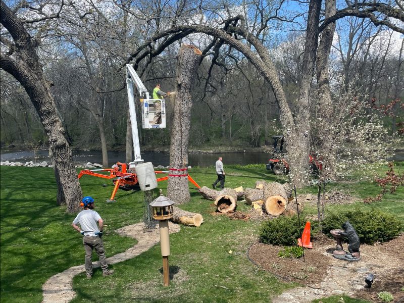 Tree Services