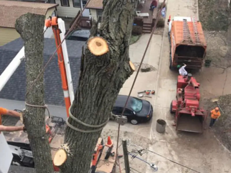 Tree Services