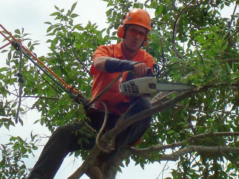 Tree Services