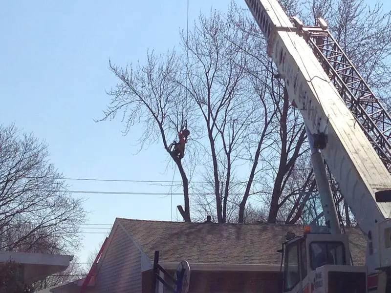 Tree Services