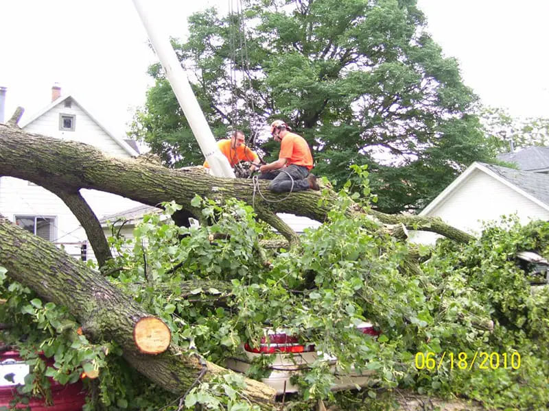 Tree Services