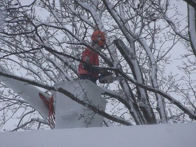 Tree Services
