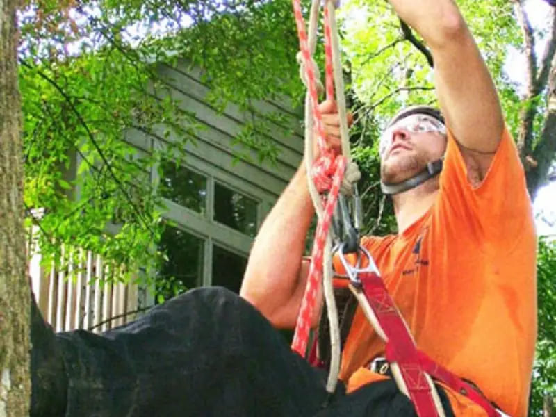 Tree Services