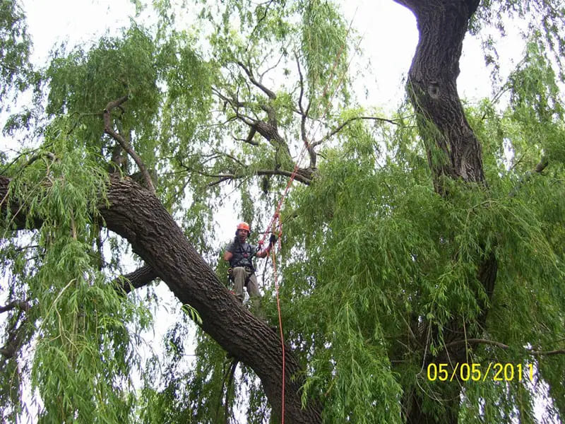 Tree Services