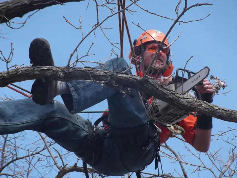 Tree Services