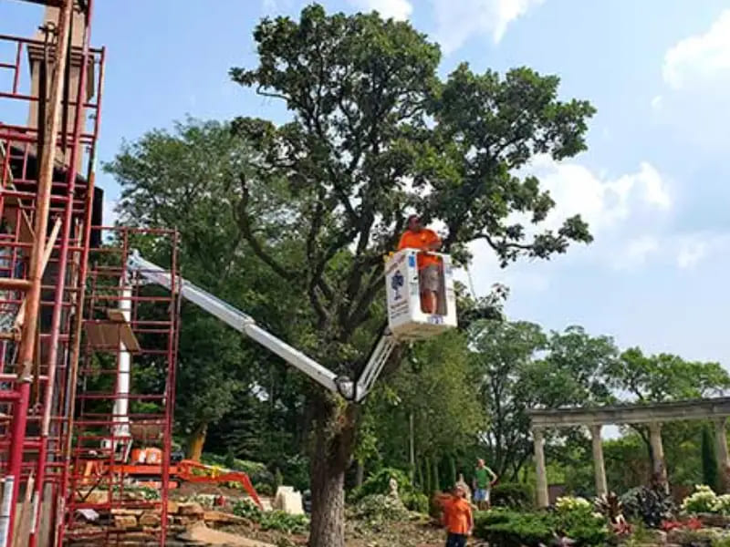 Tree Services