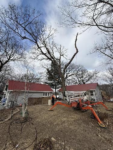 Large Tree Removal