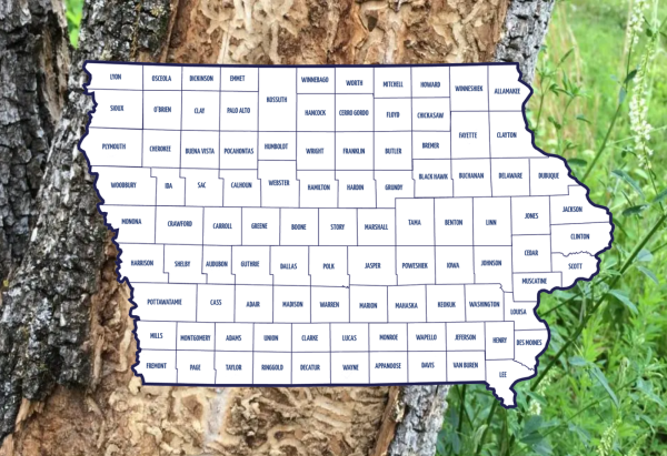 Iowa Emerald Ash Borer Map