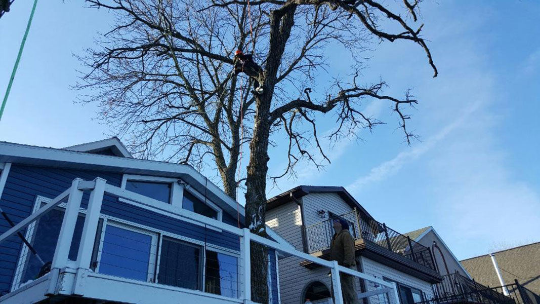 Low Impact Tree Removal Cutting Edge Tree Services Mason City Ia